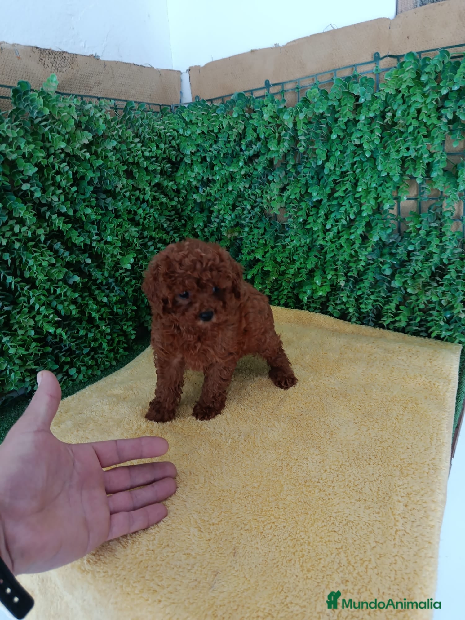 Caniche Toy perros en venta: PRECIOSOS CANICHE  ROJO LINEA ASIÁTICO - Anuncio 11