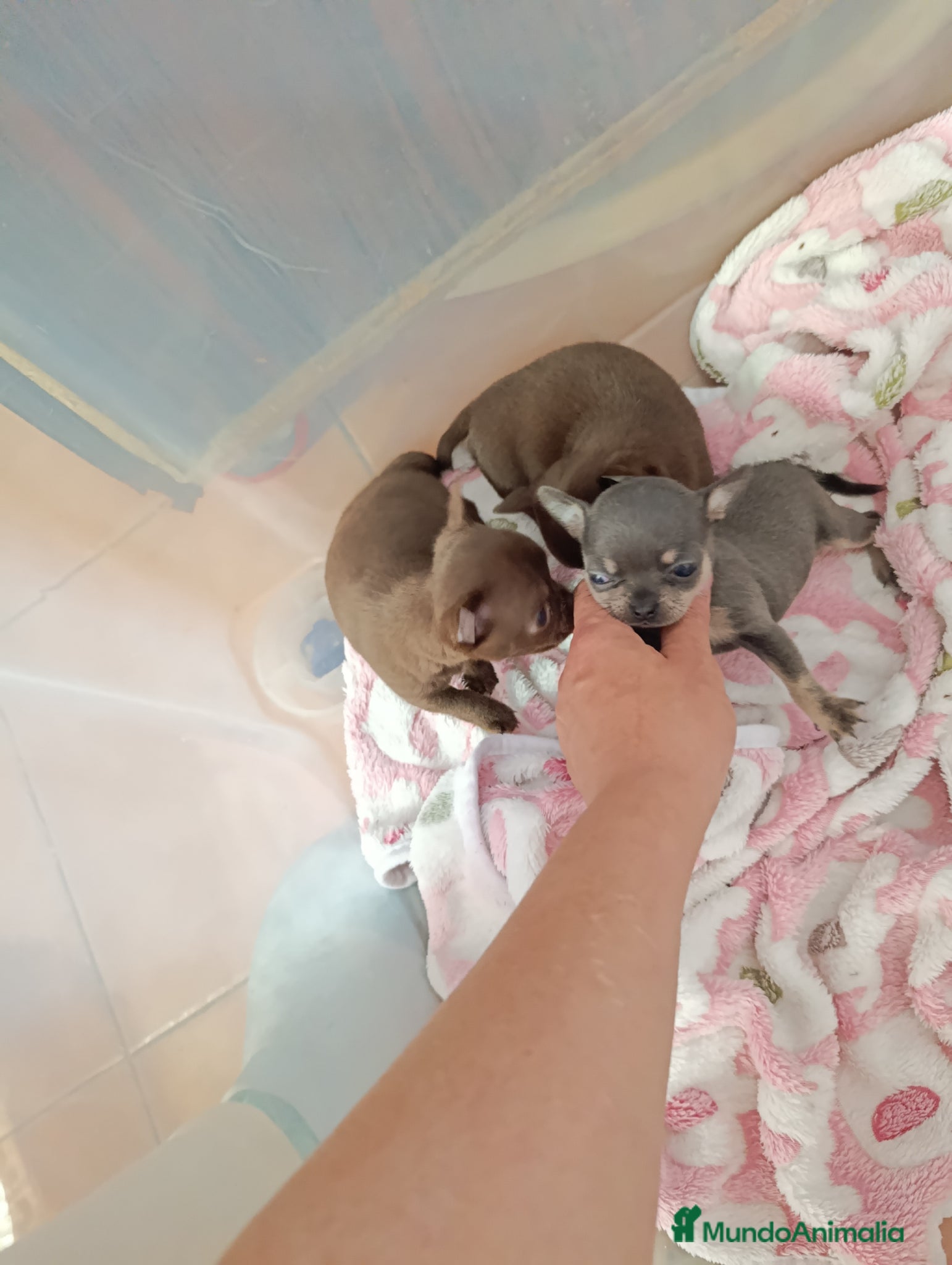 Chihuahua perros Macho chocolate  - Anuncio 2