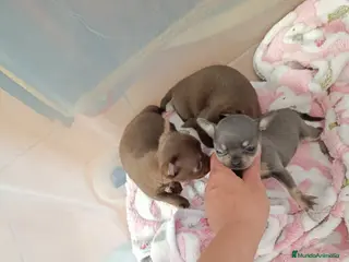 Chihuahua perros Macho chocolate - Anuncio 2