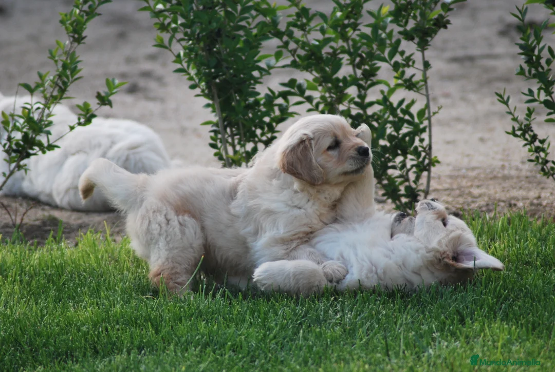 Golden Retriever perros en venta: Golden Retriever criador serio y profesionales  en Madrid - Anuncio 7