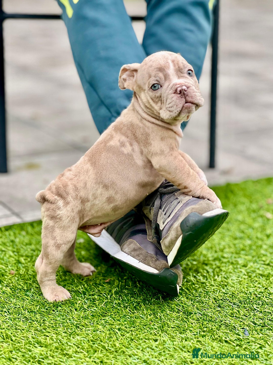 American Bully perros en venta: American bully bebés preciosos - Imagen 22