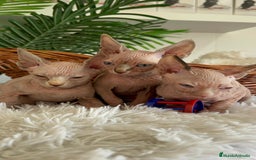 Sphynx gatos en venta: GATITAS SPHYNX - Anuncio 5