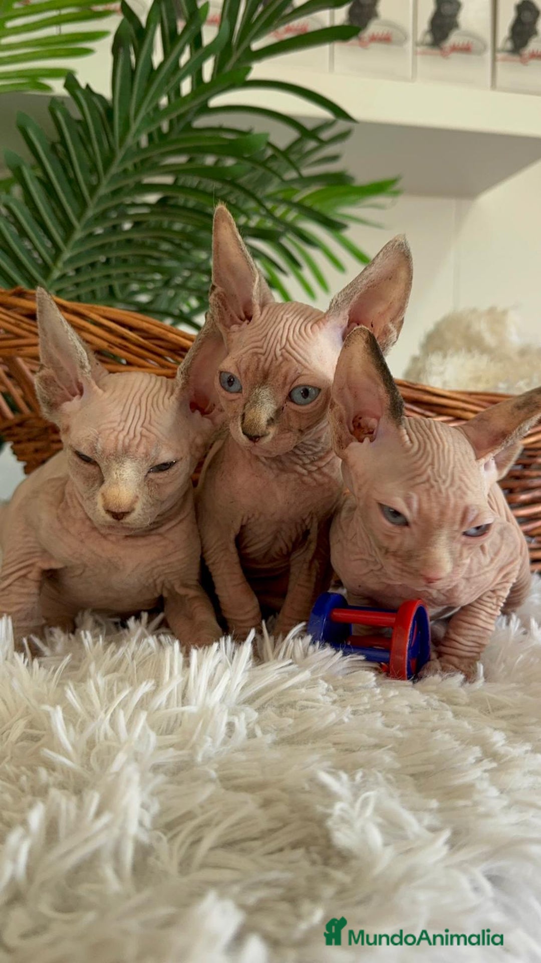 Sphynx gatos en venta: GATITAS SPHYNX - Anuncio 5