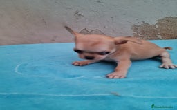 Chihuahua perros en venta: Chihuahuas toy - Imagen 9