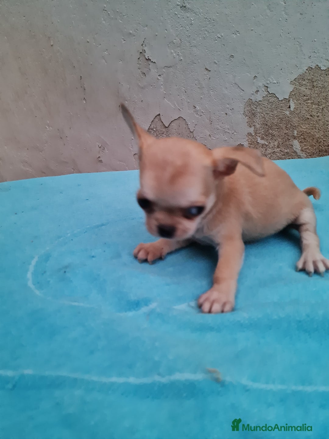 Chihuahua perros en venta: Chihuahuas toy - Imagen 9