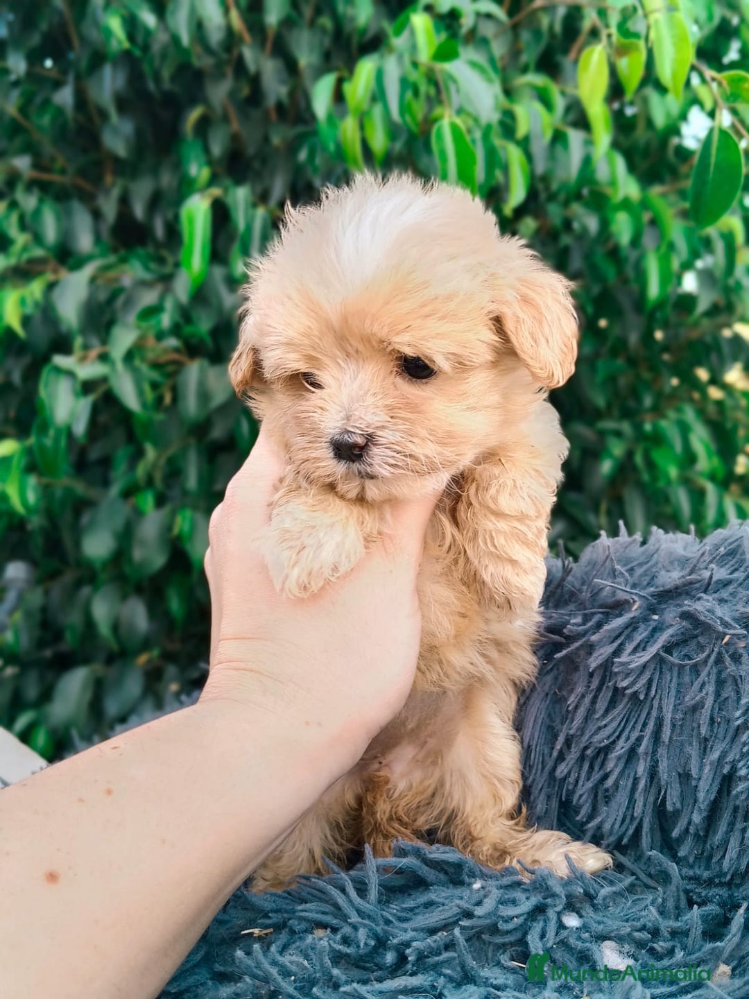 Maltipoo perros en venta: Hembritas maltipoo  - Imagen 2