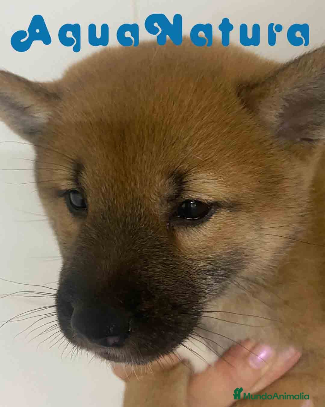 Shiba Inu perros en venta:  Shiba Inu Hembra de Mel y Simbad - AQUANATURA - Imagen 11