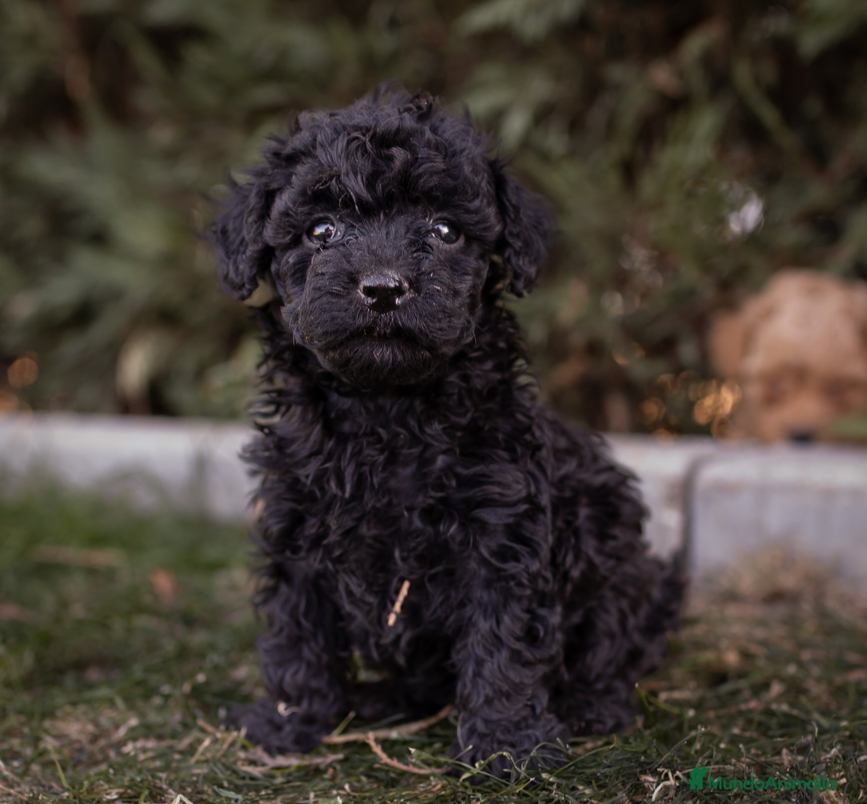 Caniche Toy perros Camada caniche Toy negro  - Anuncio 2