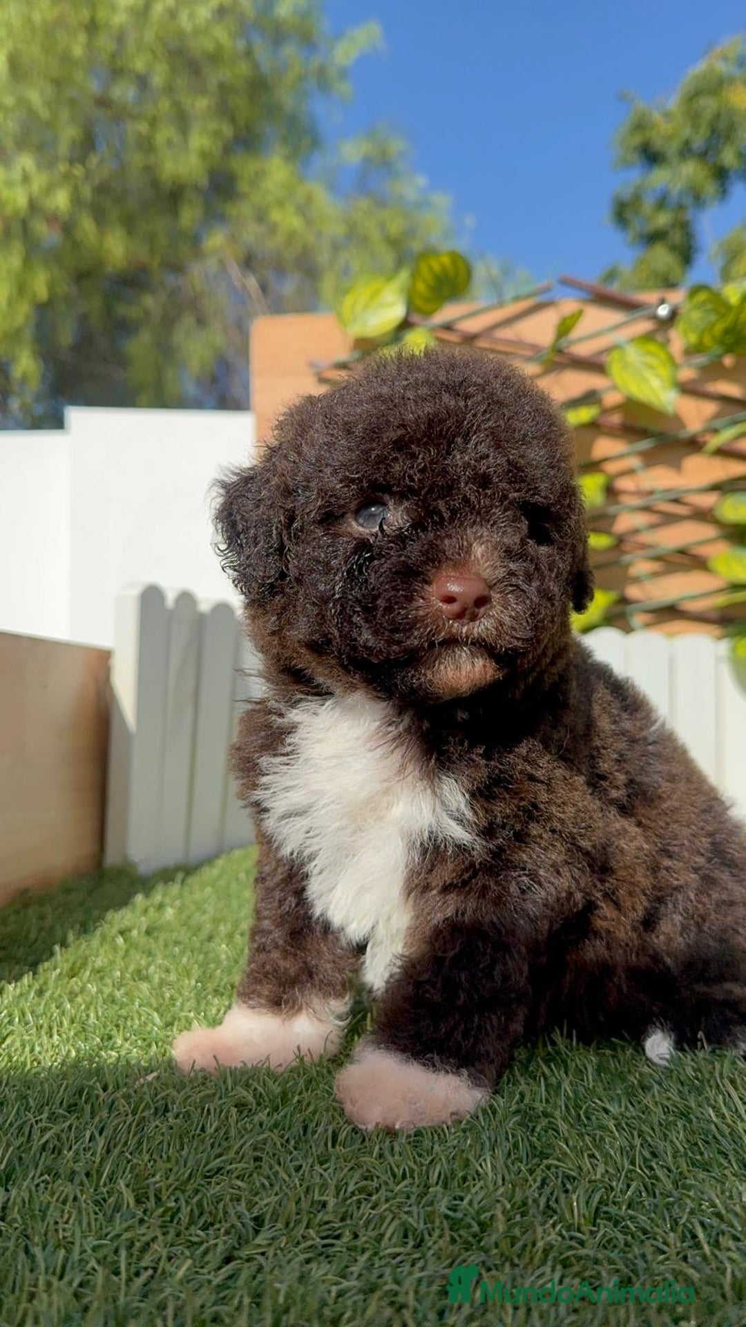 Perro de Agua Español perros en venta: PERRO DE AGUA ESPAÑOL HEMBRA - Imagen 10