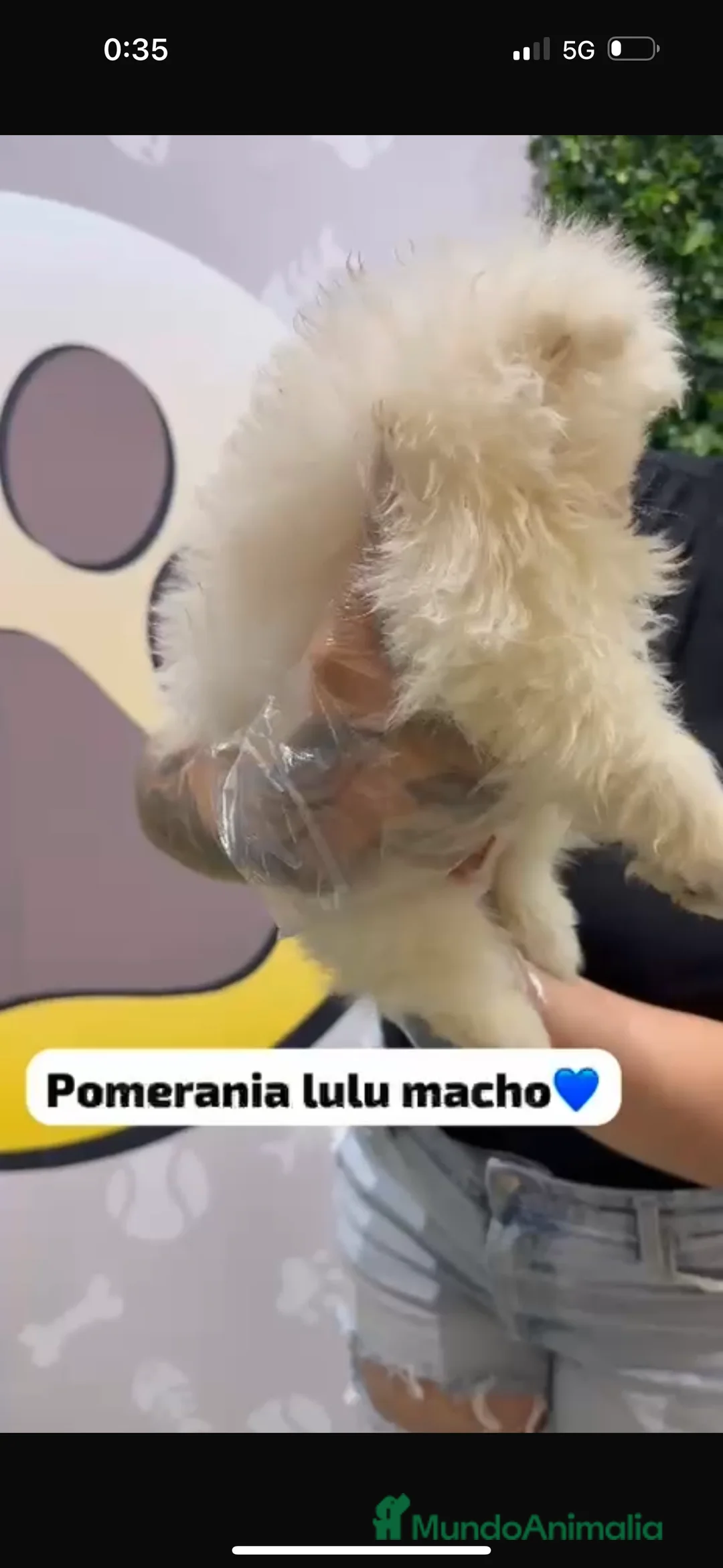 Pomerania perros en venta: Pomerania lulu toy - Anuncio 5