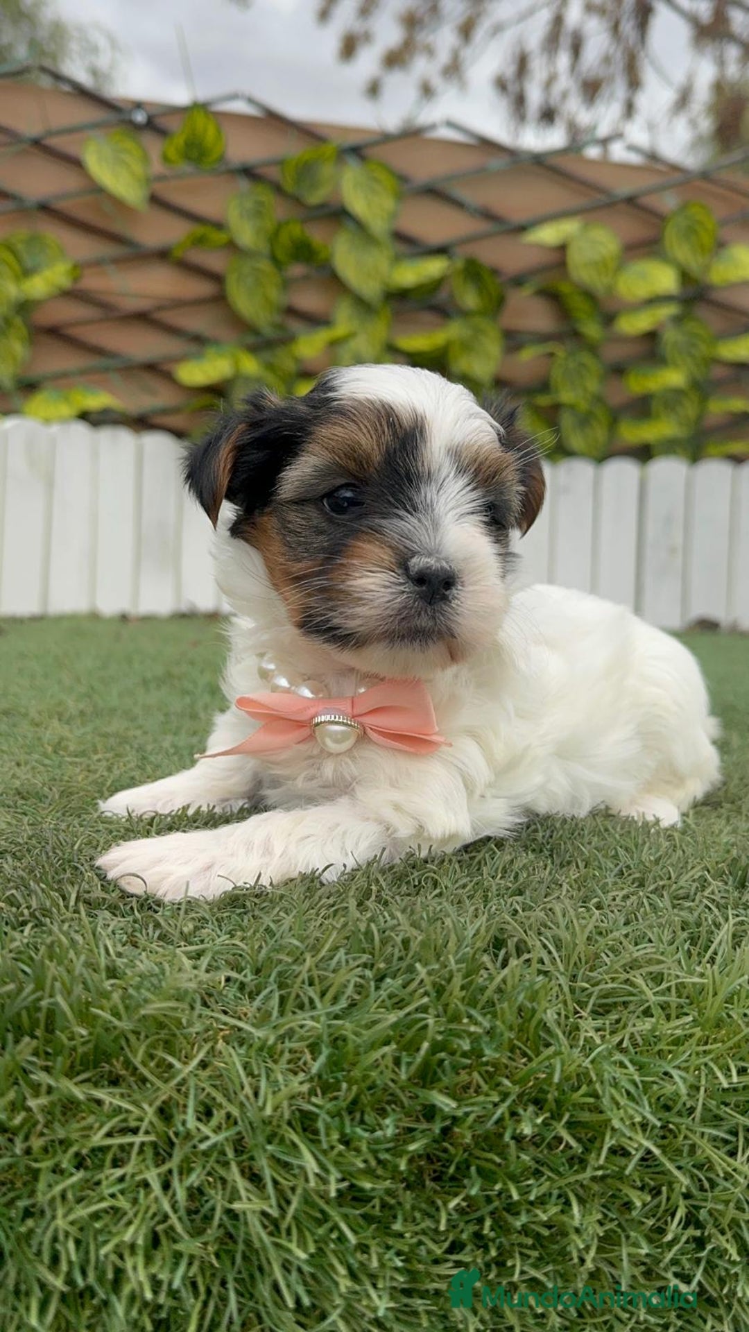 Yorkshire Terrier perros en venta: YORKSHIRE BIEWER HEMBRA - Anuncio 10