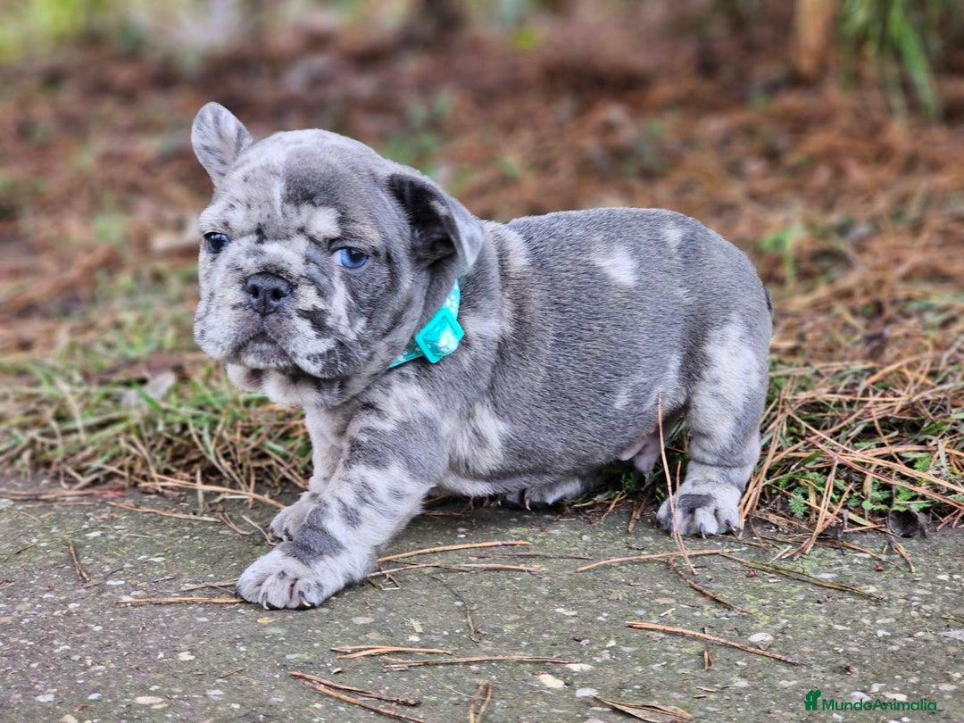 Bulldog Francés perros en venta: ‼️‼️BULLDOG FRANCES EXOTICOS - Anuncio 8