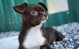 Chihuahua perros en venta: 🌟 PEQUEÑOS CHIHUAHUA EXÓTICOS 🌟 - Imagen 2