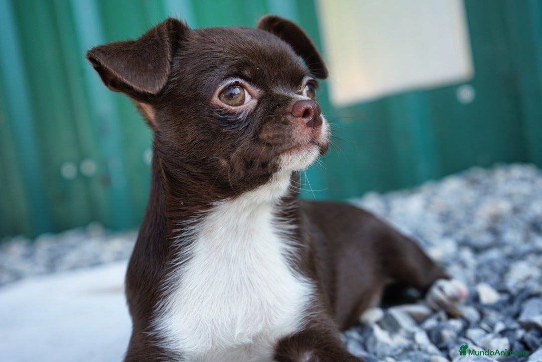 Chihuahua perros en venta: 🌟 PEQUEÑOS CHIHUAHUA EXÓTICOS 🌟 - Imagen 2