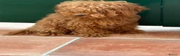 Caniche Toy perros en venta: Caniche toy - Anuncio 4
