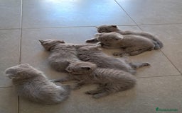 Británico de Pelo Corto gatos en venta: British pura raza  - Imagen 2