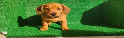 Teckel Miniatura perros en venta: Teckel miniatura  - Anuncio 5