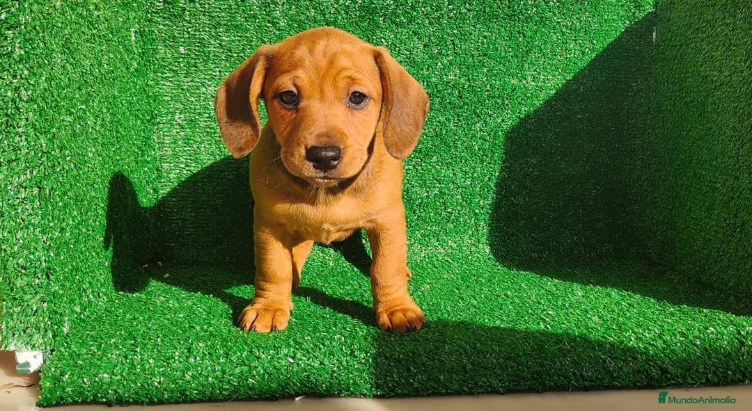 Teckel Miniatura perros en venta: Teckel miniatura  - Anuncio 5