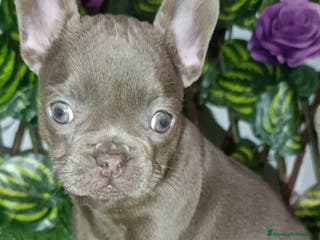 Bulldog Francés perros Frenchis bulldog - Anuncio 3