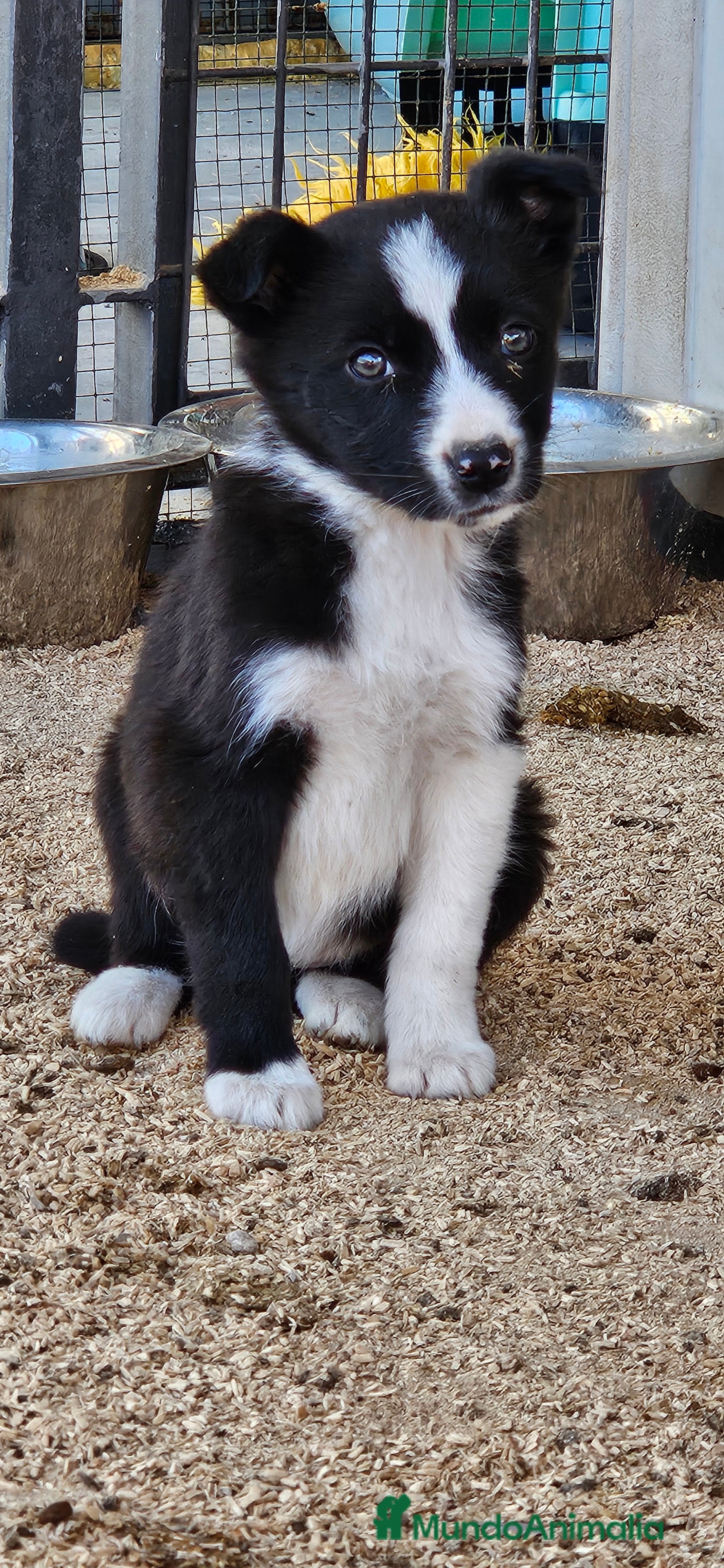 Border Collie perros Border collie  - Anuncio 2