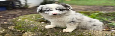 Border Collie Blue Merle