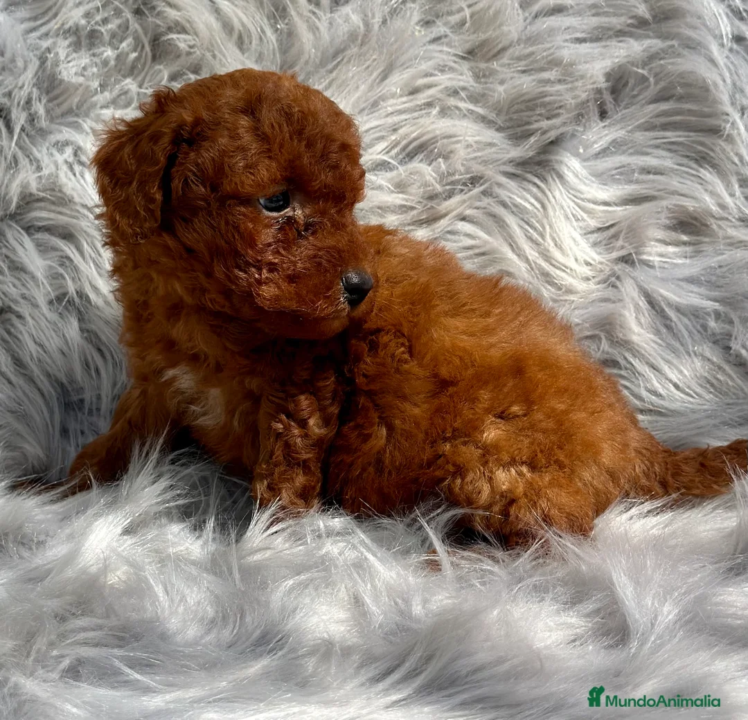 Caniche Toy perros en venta: CANICHE TOY ROJO DISPONIBLES en Barcelona - Anuncio 3