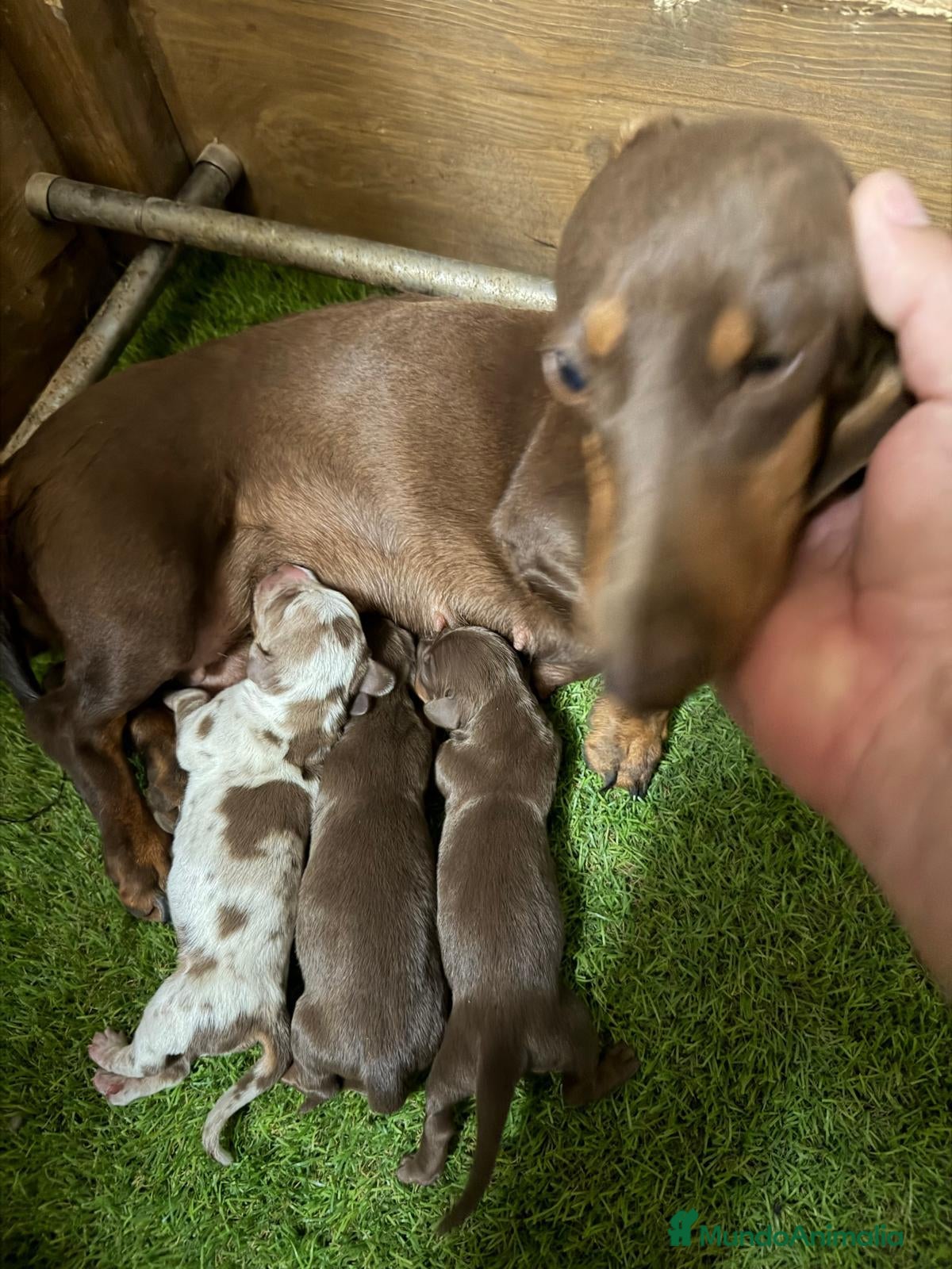 Teckel Miniatura perros TECKEL CHOCOLATE - Anuncio 2