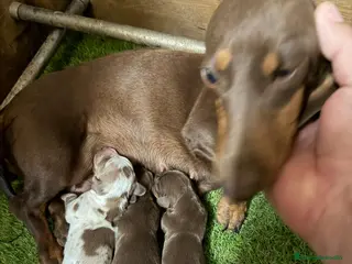 Teckel Miniatura perros TECKEL CHOCOLATE - Anuncio 1