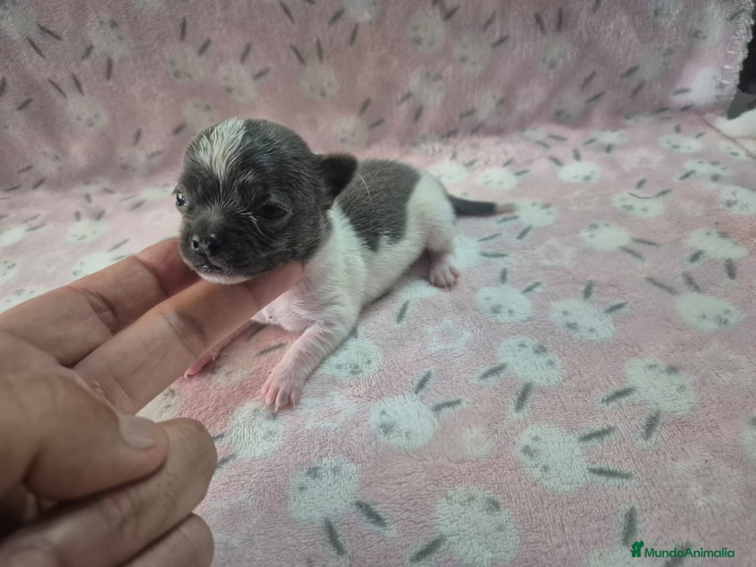 Chihuahua perros en venta: Chihuahua mini toy blue - Imagen 5