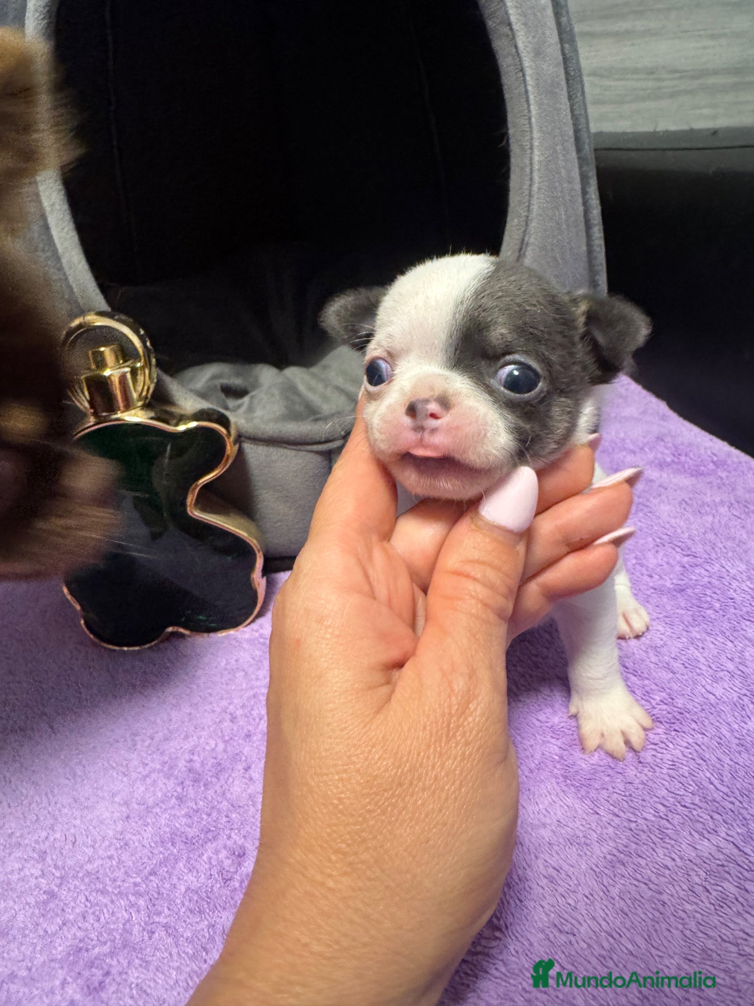 Chihuahua perros Chihuahua cabeza manzana toy - Anuncio 18