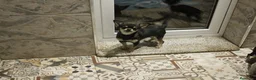 Chihuahua perros en venta: Macho chihuahua azul  - Anuncio 2