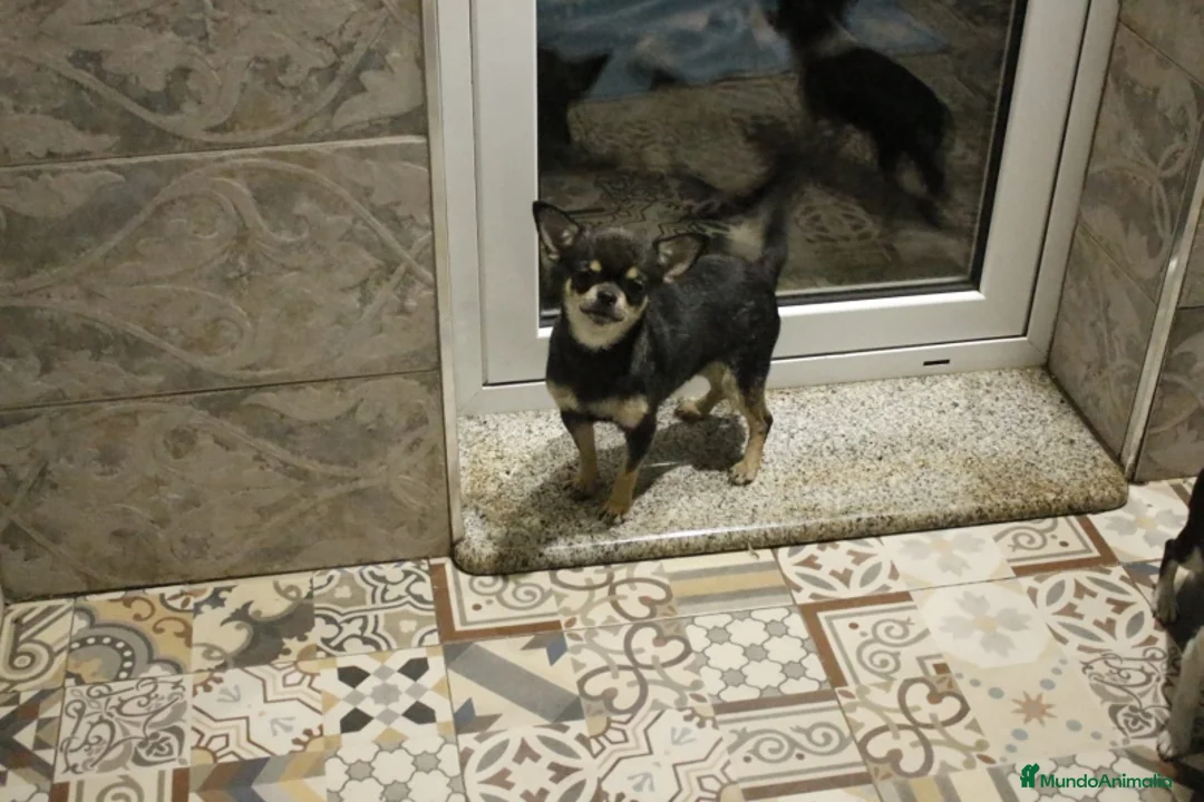 Chihuahua perros en venta: Macho chihuahua azul  - Anuncio 2