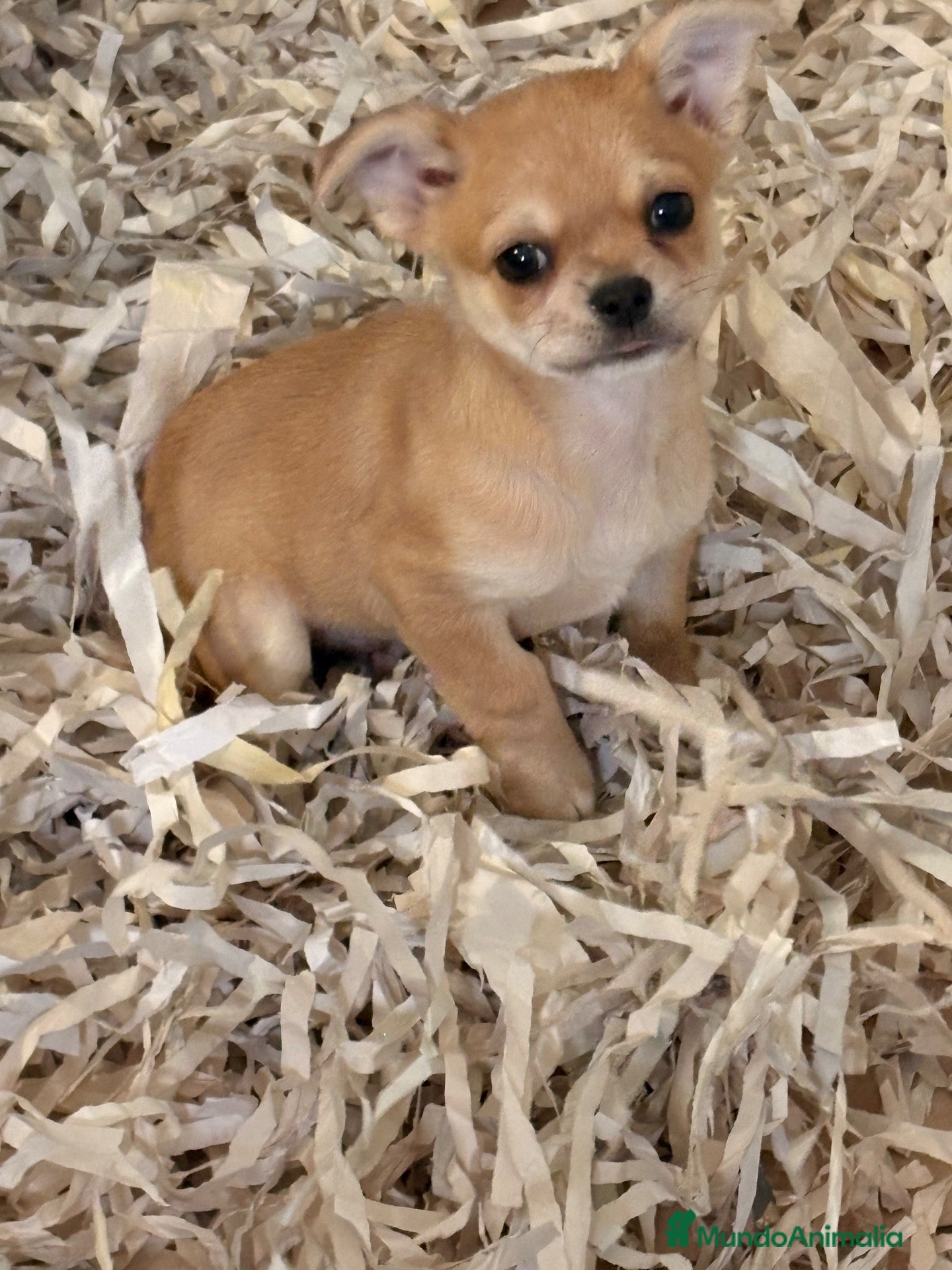 Chihuahua perros Machito chihuahua  - Anuncio 1