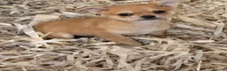 Chihuahua perros en venta: Machito chihuahua  - Anuncio 1