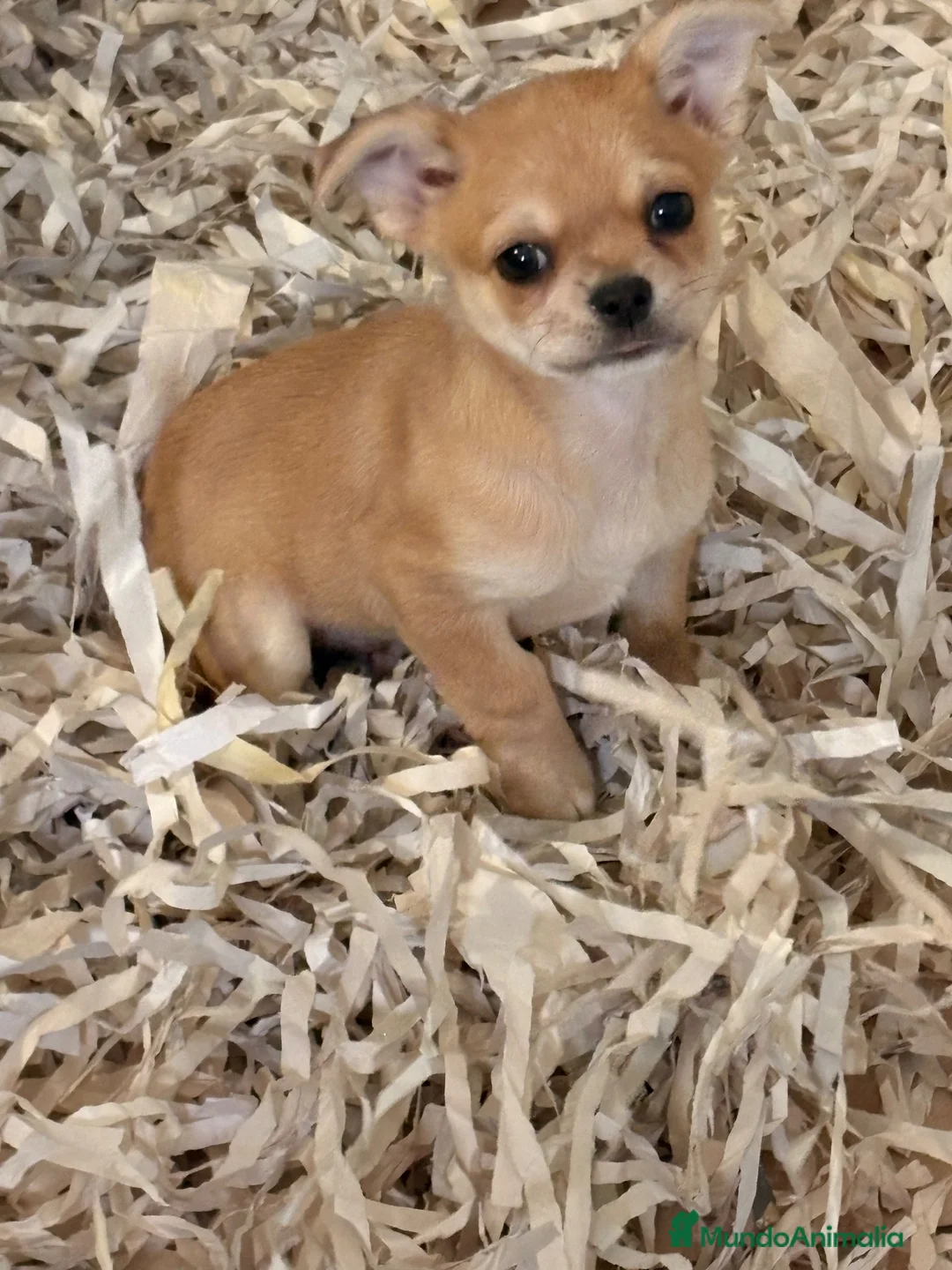 Chihuahua perros en venta: Machito chihuahua  - Anuncio 1
