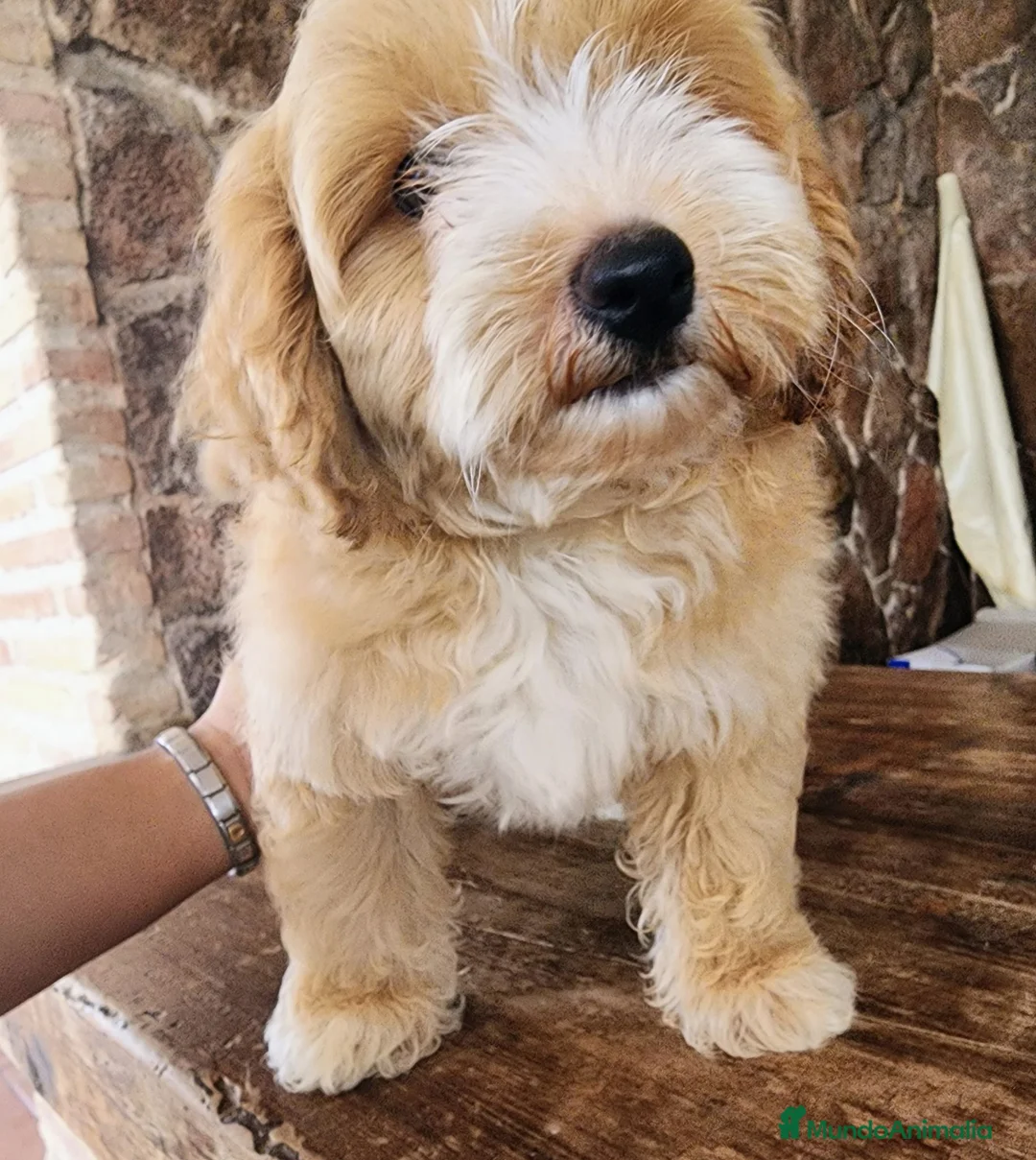 Maltipoo perros en venta: Maltipoo machito precio real - Anuncio 1