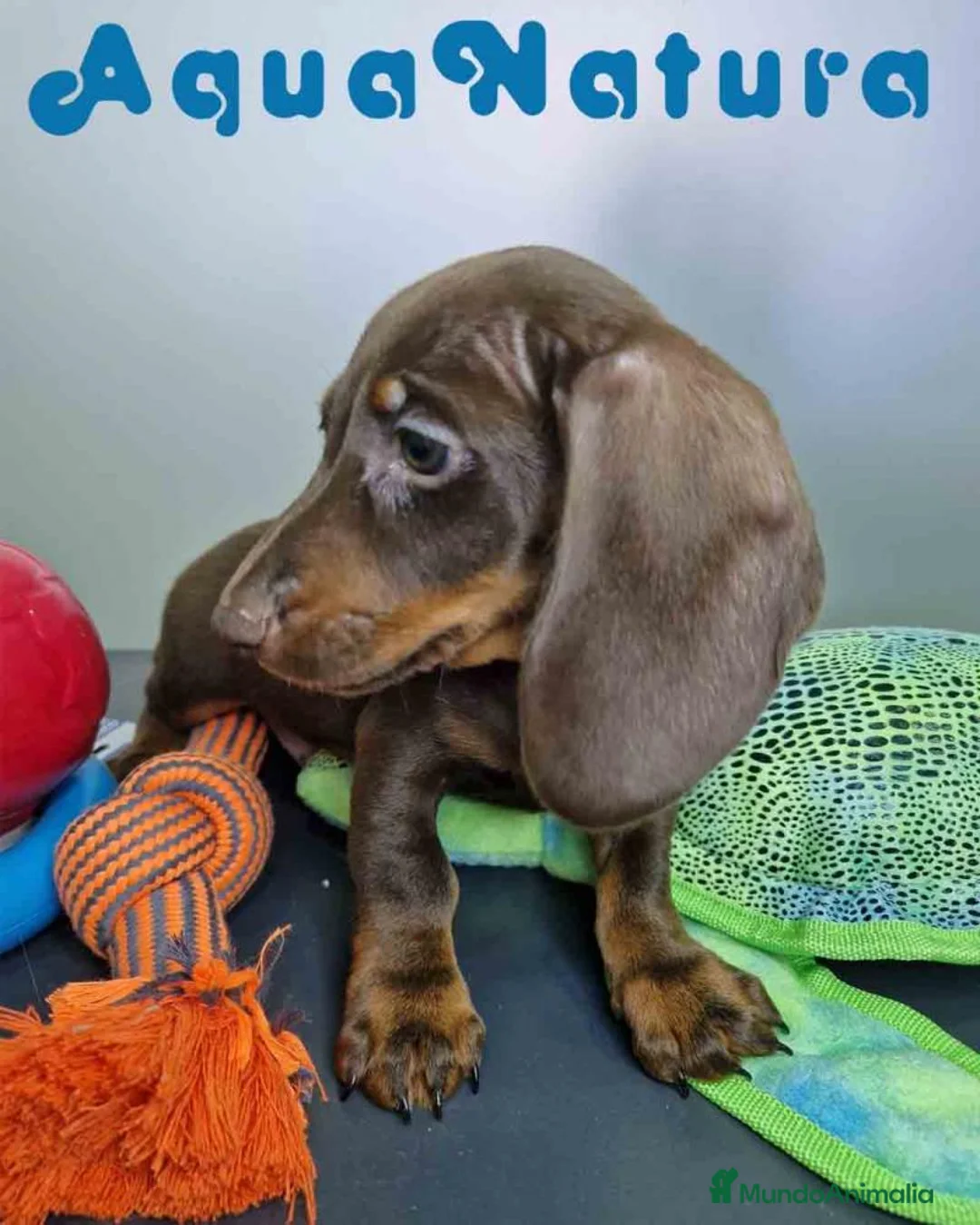 Teckel perros en venta: Teckel Macho DCD 1574 AQUANATURA - Anuncio 6