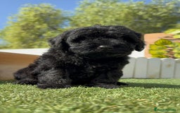 Perro de Agua Español perros en venta: PERRO DE AGUA ESPAÑOL MACHO - Imagen 11