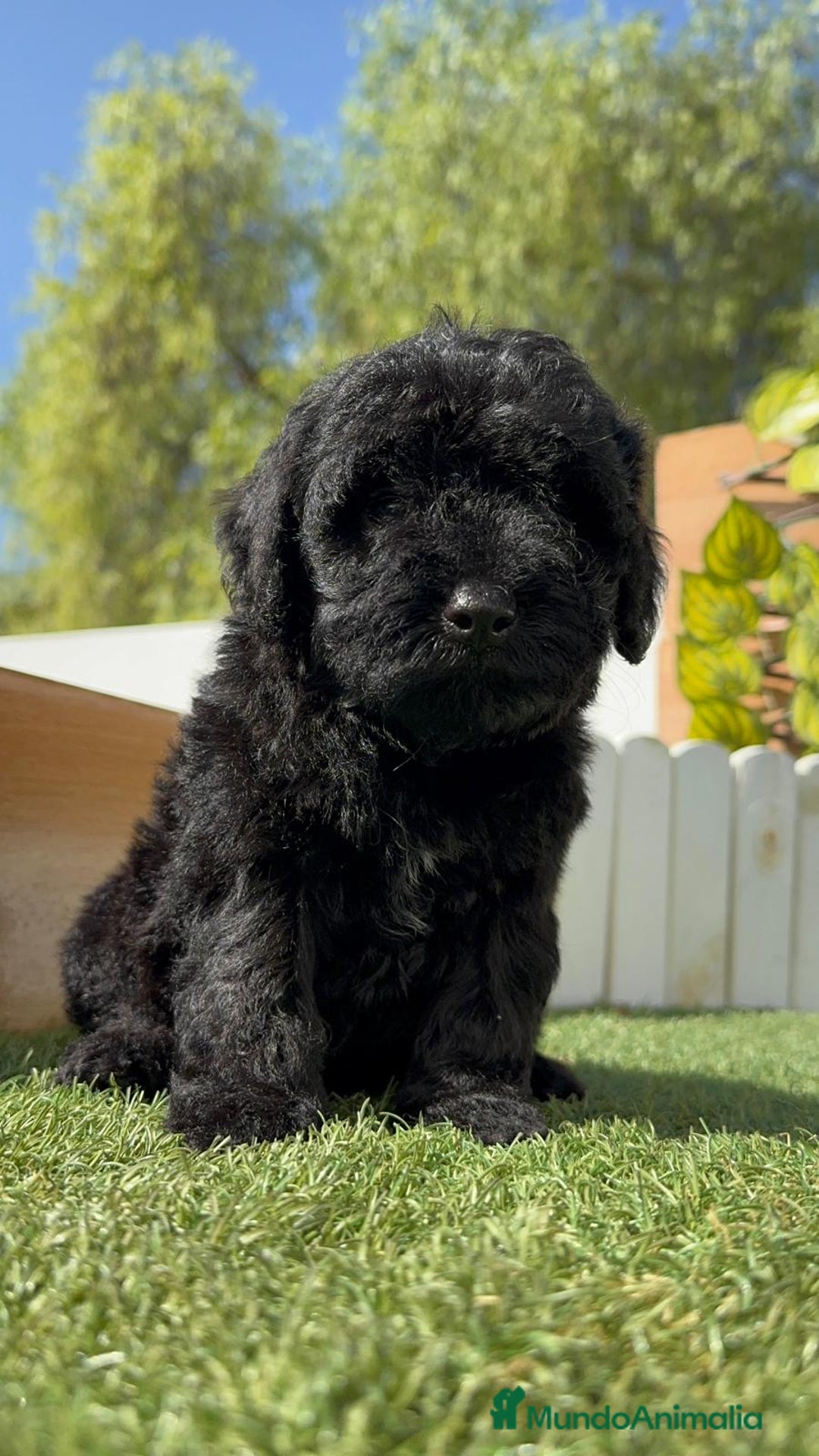 Perro de Agua Español perros en venta: PERRO DE AGUA ESPAÑOL MACHO - Imagen 11