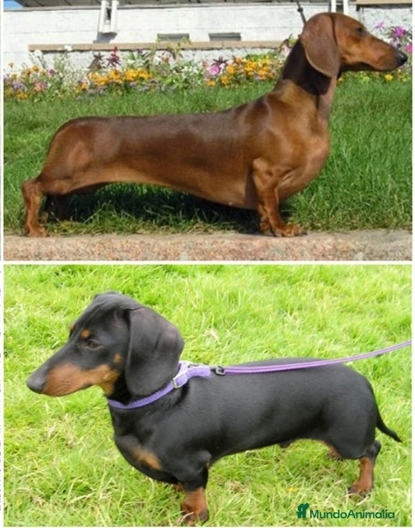 Teckel Miniatura perros Teckel - Anuncio 1