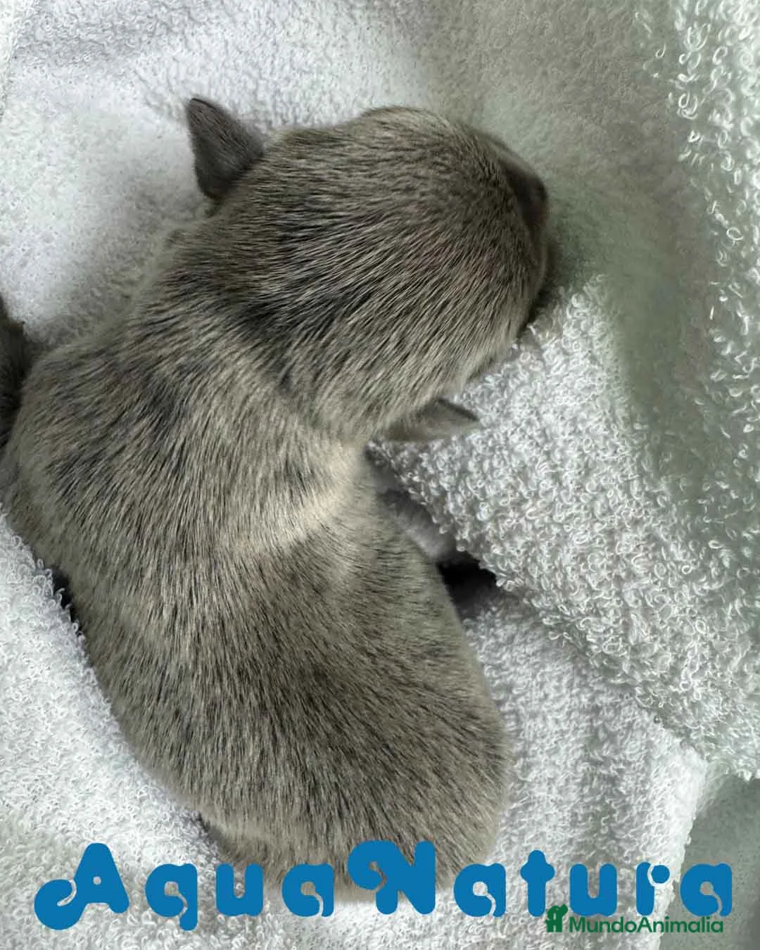 Bulldog Francés perros en venta:  Bulldog Frances Macho de Etrea AQUANATURA - Anuncio 2