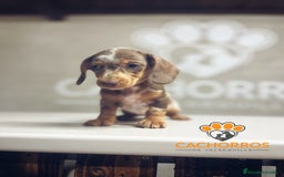 Teckel perros en venta: Teckel Arlequin chocolate - Imagen 2