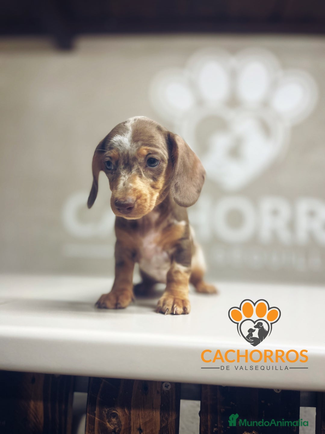 Teckel perros en venta: Teckel Arlequin chocolate - Imagen 2