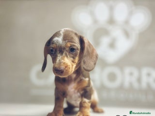 Teckel perros - Anuncio 2