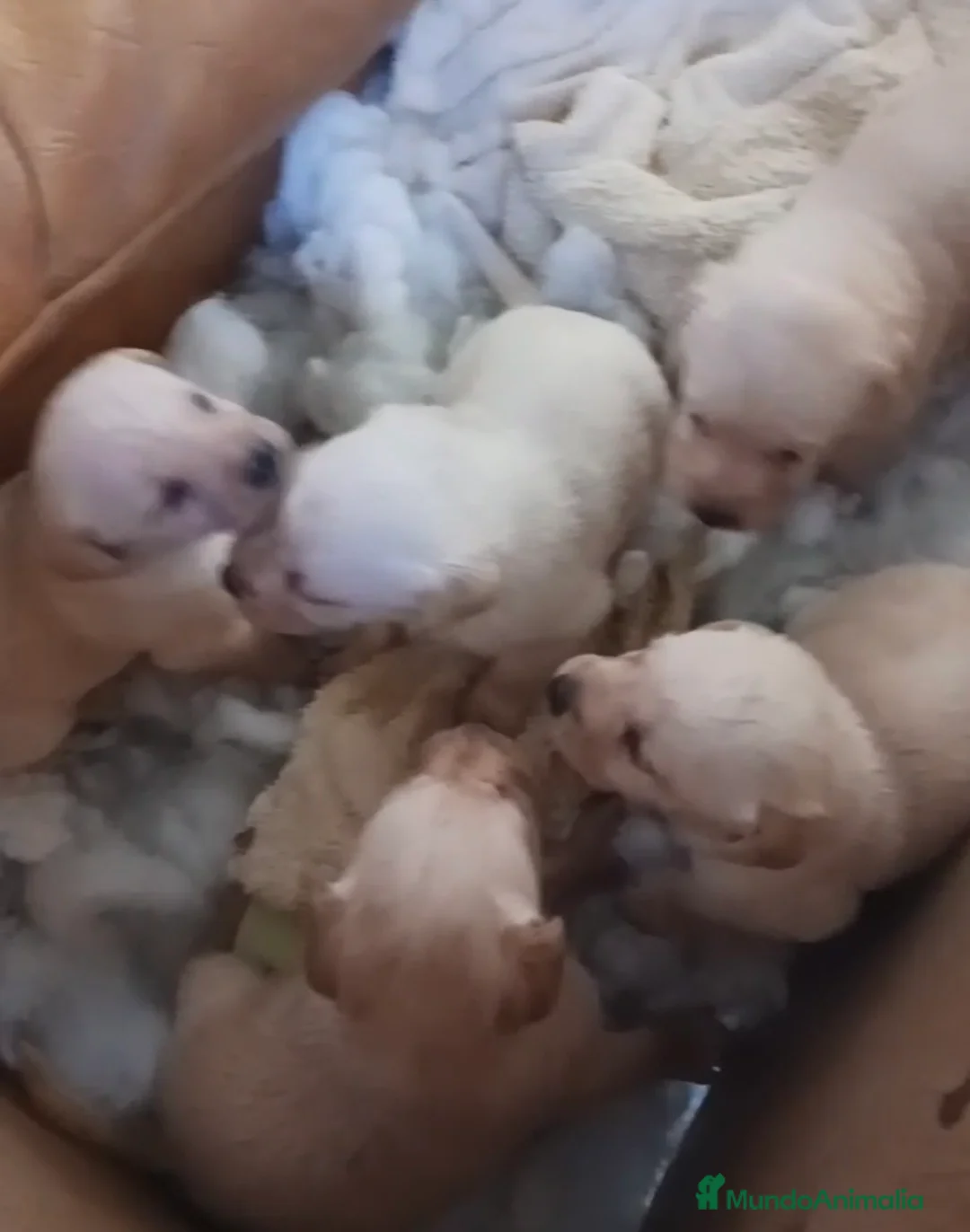 Labrador Retriever perros en venta: Camada de labrador retriever en Málaga - Anuncio 1