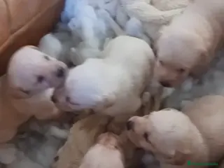 Labrador Retriever perros Camada de labrador retriever - Anuncio 2