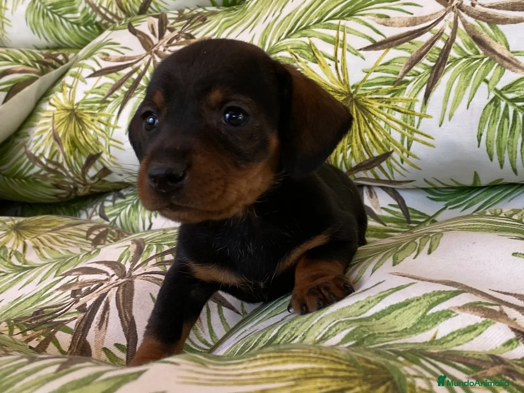 Teckel Miniatura perros en venta: Teckel miniatura. !!  en Ciudad Real - Anuncio 7