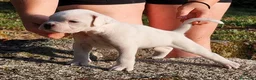 Boxer perros en venta: cachorros de boxer - Anuncio 4