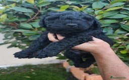Perro de Agua Español perros en venta: Machos disponibles - Imagen 2