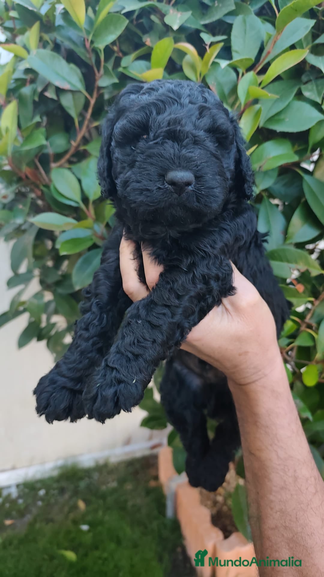 Perro de Agua Español perros en venta: Machos disponibles - Imagen 2